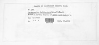 Coleosporium asterum image